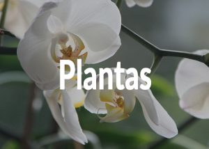 Plantas en Floristería Yedra en Santander.