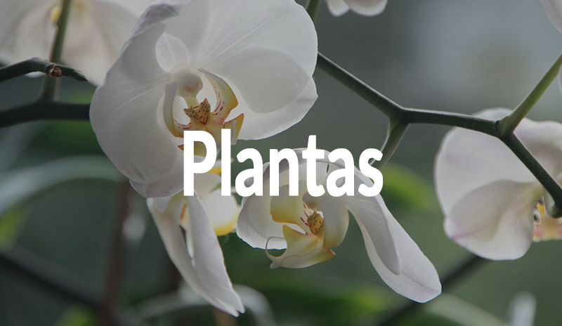 Plantas en Floristería Yedra en Santander.